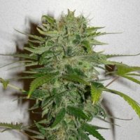 Cristal Limit Feminised Seeds